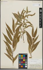 Foto von Salix alba L. x Salix fragilis L.